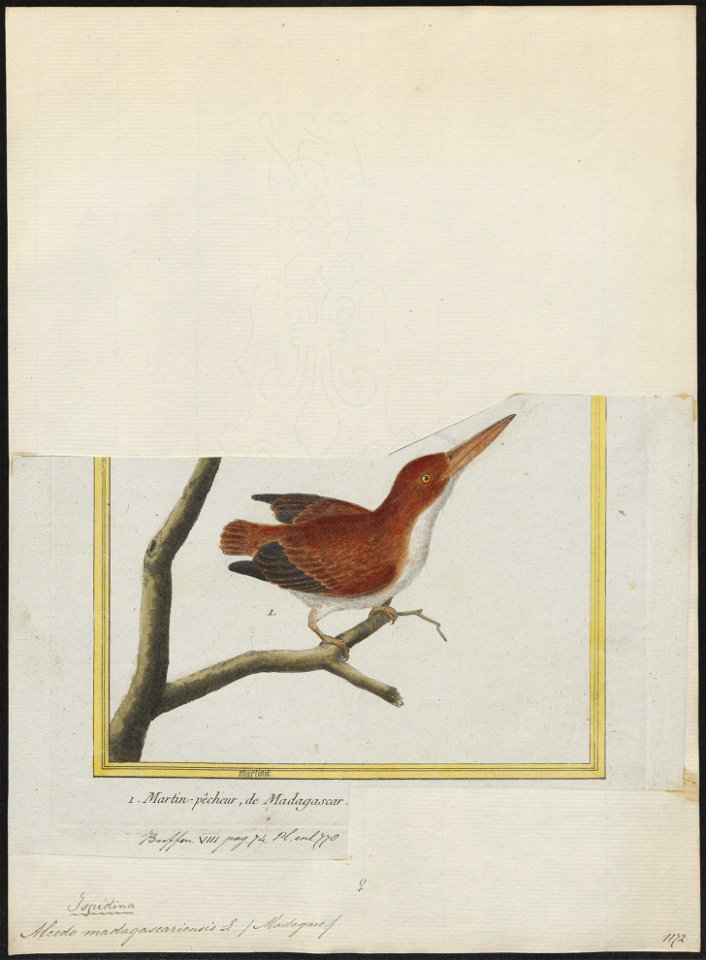 Alcedo madagascariensis - 1700-1880 - Print - Iconographia Zoologica - Special Collections University of Amsterdam - UBA01 IZ16800229