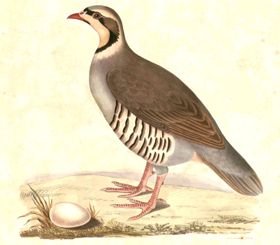 Alectoris chukar Hardwicke