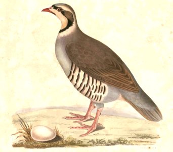 Alectoris chukar Hardwicke