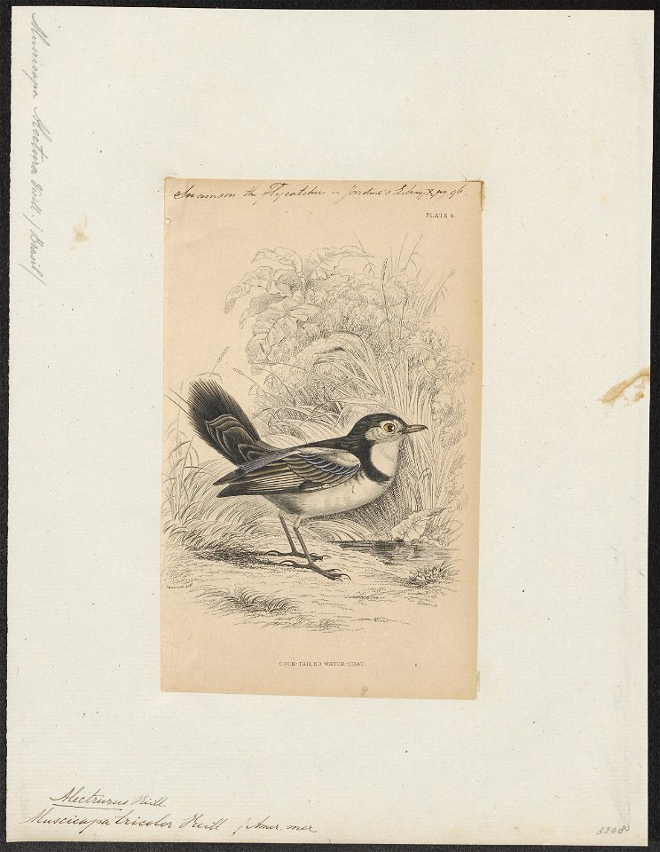 Alectrurus tricolor - 1838 - Print - Iconographia Zoologica - Special Collections University of Amsterdam - UBA01 IZ16500229