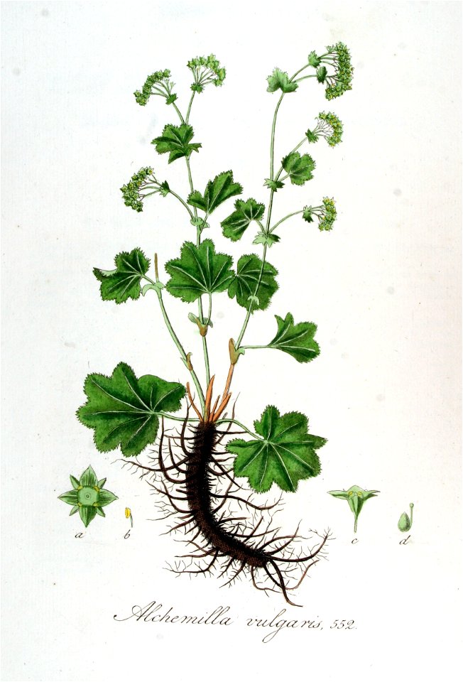 Alchemilla vulgaris — Flora Batava — Volume v7