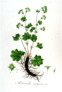 Alchemilla vulgaris — Flora Batava — Volume v7