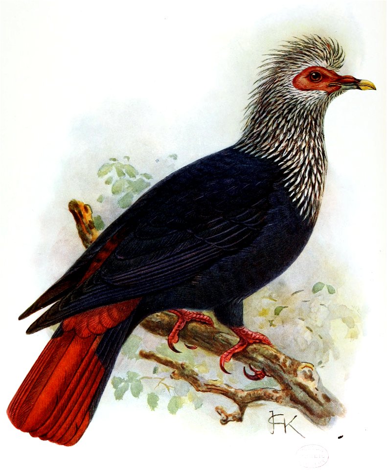 Alectroenas nitidissima-John Gerrard Keulemans improved