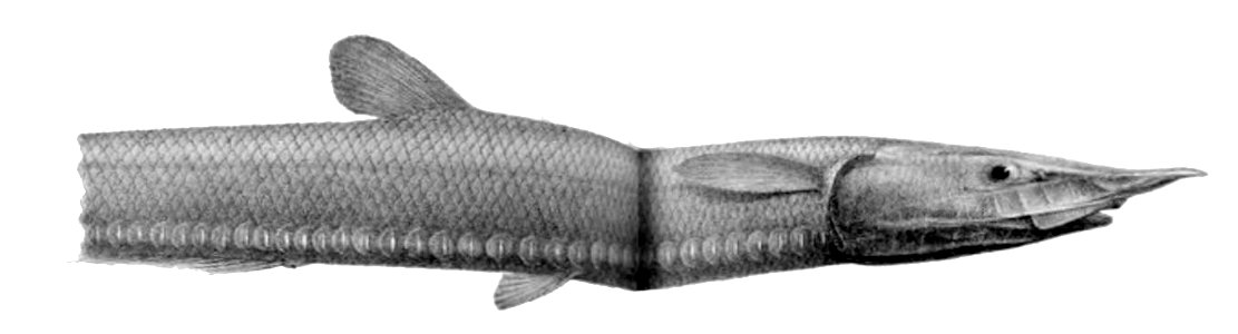 Aldrovandia rostrata1