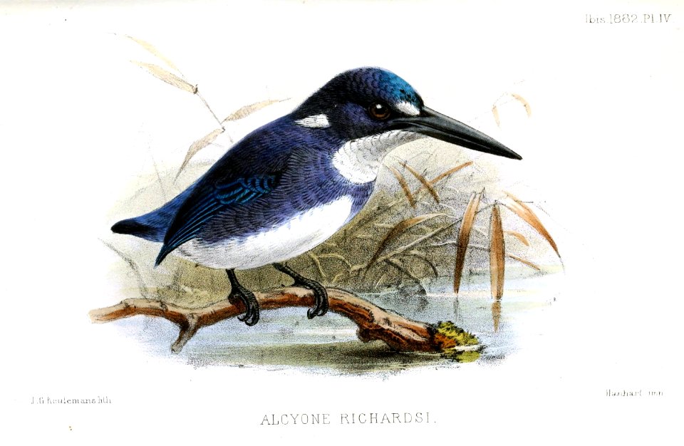 AlcyoneRichardsiKeulemans