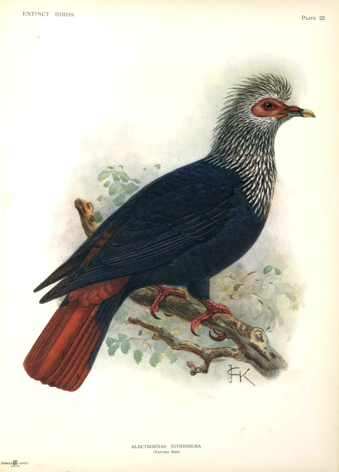 Alectroenas nitidissima-John Gerrard Keulemans