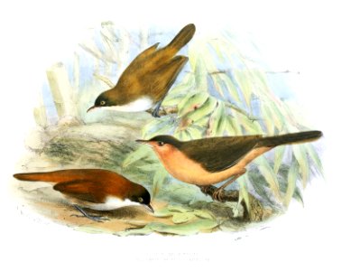 AlcippePellorneumLegge