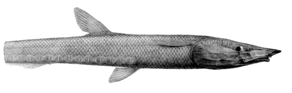 Aldrovandia mediorostris