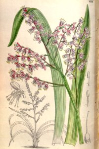 Alectorurus yedoensis 136-8336