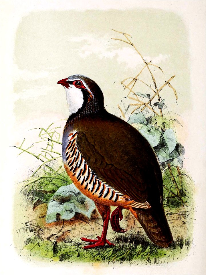 Alectoris rufa 1873