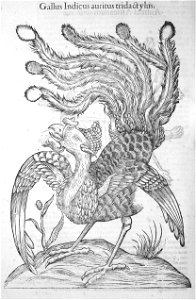 Aldrovandi-0324