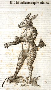 Aldrovandi-0368
