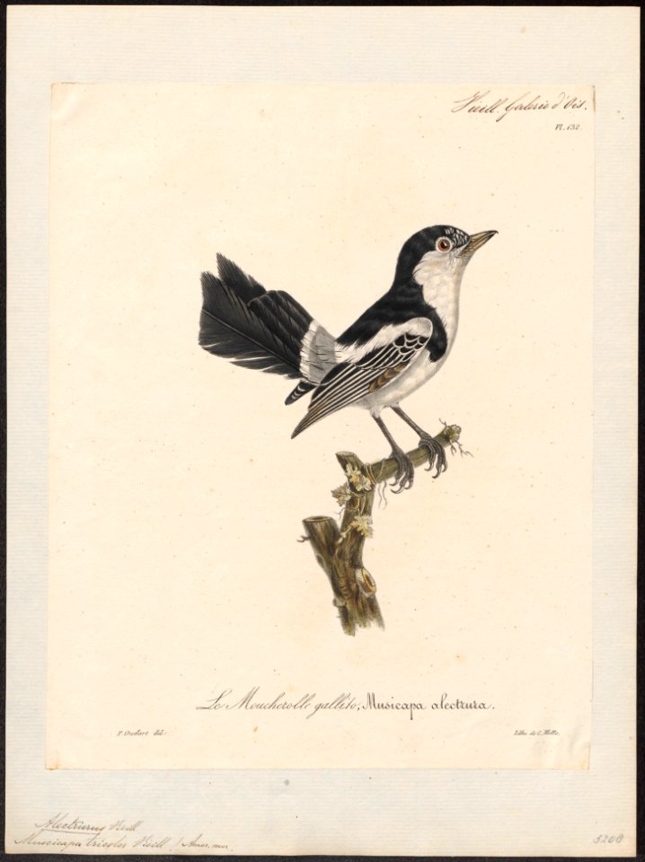 Alectrurus tricolor - 1825-1834 - Print - Iconographia Zoologica - Special Collections University of Amsterdam - UBA01 IZ16500233