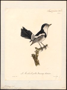 Alectrurus tricolor - 1825-1834 - Print - Iconographia Zoologica - Special Collections University of Amsterdam - UBA01 IZ16500233