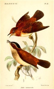 AletheCastanonotaSmit
