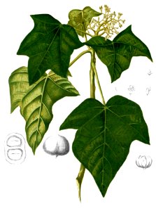 Aleurites moluccanus Blanco1.220-cropped