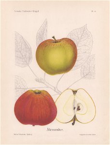 Alexander apple
