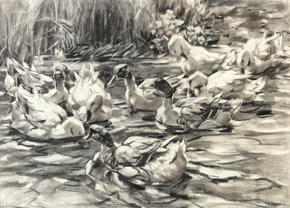 Alexander Koester Enten im Schilfwasser