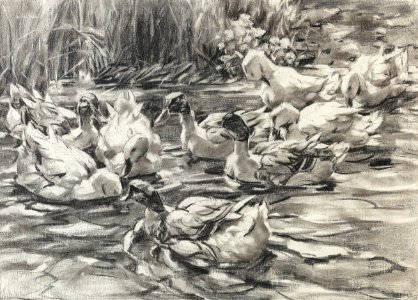 Alexander Koester Enten im Schilfwasser