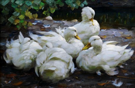 Alexander Koester Fünf ruhende weiße Enten