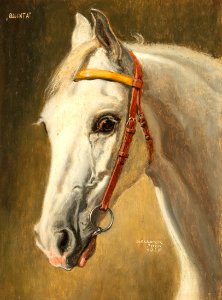 Alexander Pock Pferdeportrait Quinta 1926