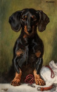 Alexander Pock Mungo