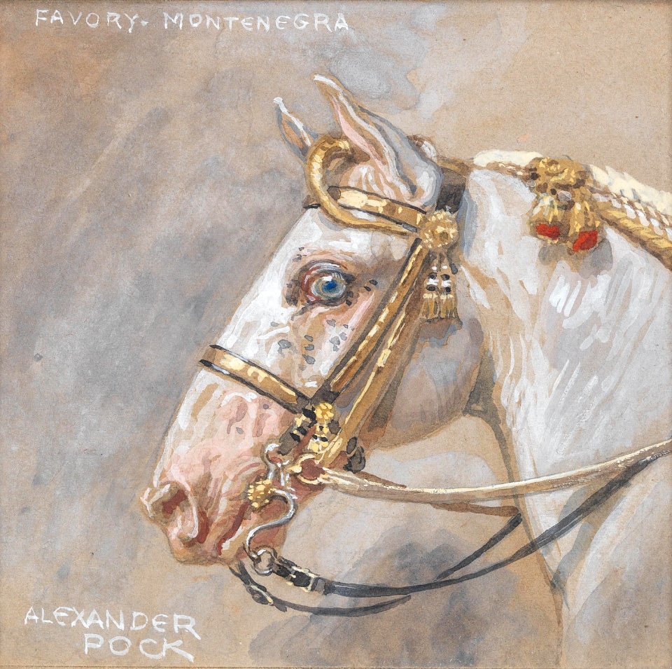 Alexander Pock Pferdeporträt Favory Montenegra