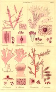 Algae britannicae plate 12 eng by William Miller after R K Greville. Free illustration for personal and commercial use.