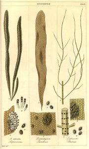 Algae britannicae plate 9 eng by William Miller after R K Greville. Free illustration for personal and commercial use.