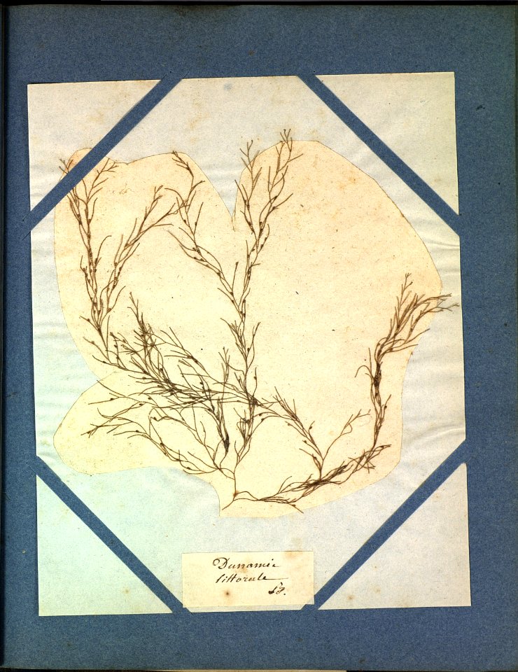 Algue littorale brest herbier