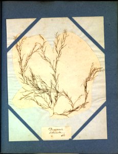 Algue littorale brest herbier