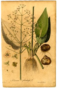 Alisma plantago Mann