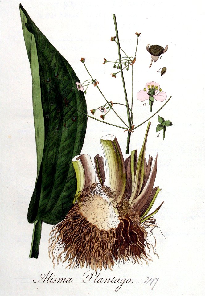 Alisma plantago — Flora Batava — Volume v4