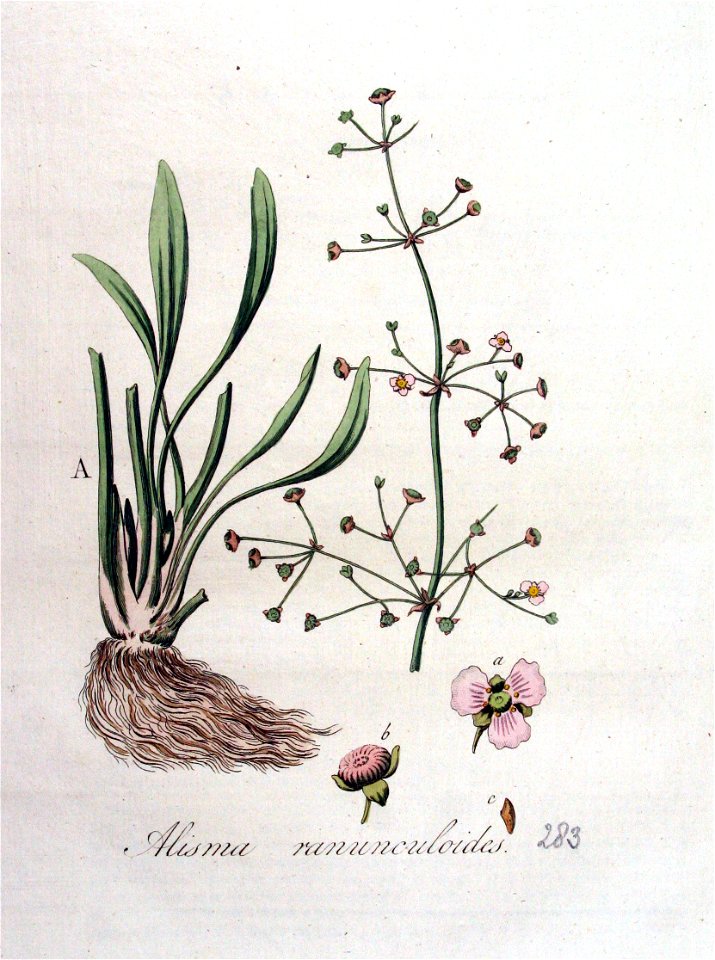 Alisma ranunculoides — Flora Batava — Volume v4