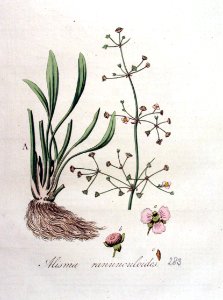 Alisma ranunculoides — Flora Batava — Volume v4