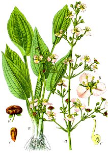 Alisma michaletii Sturm1