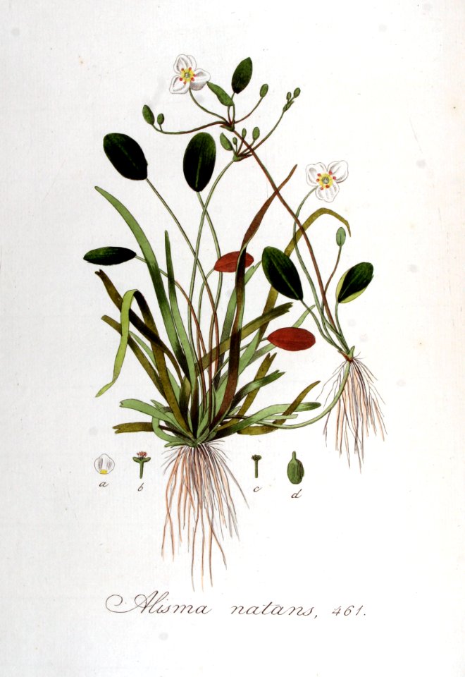 Alisma natans — Flora Batava — Volume v6
