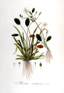 Alisma natans — Flora Batava — Volume v6