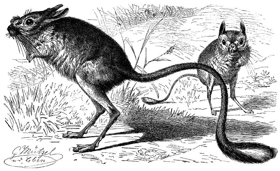 Allactaga major