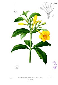 Allamanda cathartica Blanco1.30