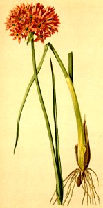 Allium foliosum Atlas Alpenflora. Free illustration for personal and commercial use.