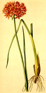 Allium foliosum Atlas Alpenflora