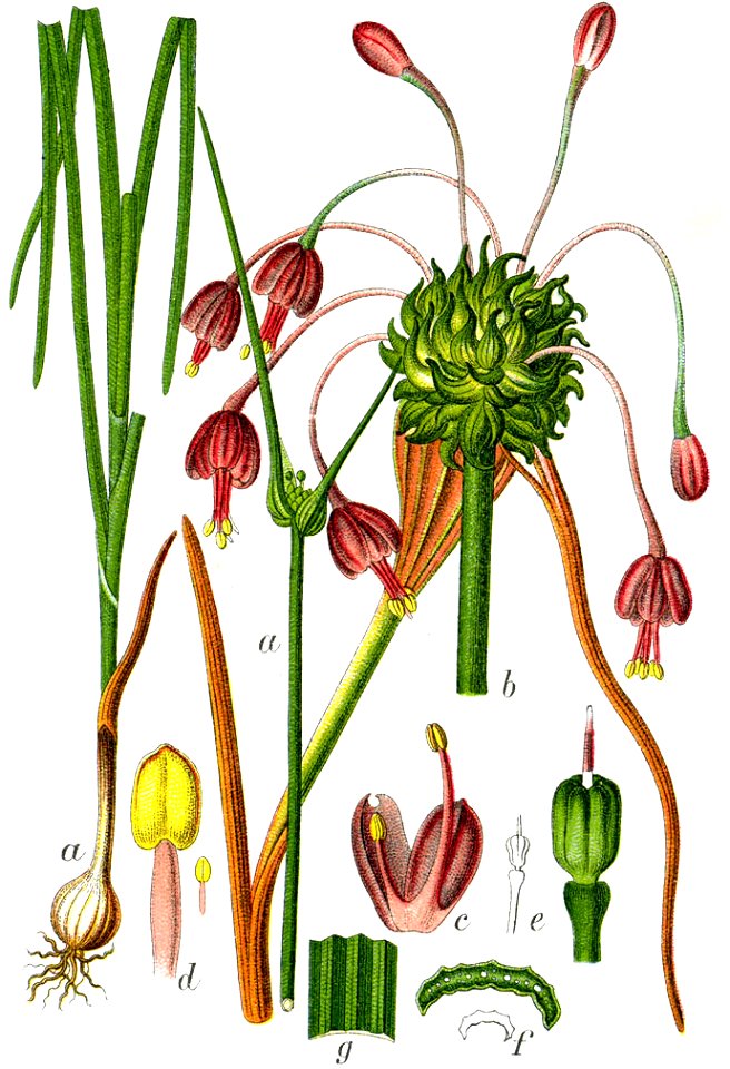 Allium carinatum Sturm38