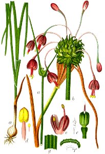 Allium carinatum Sturm38