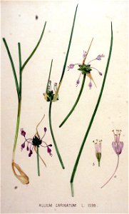 Allium carinatum — Flora Batava — Volume v20. Free illustration for personal and commercial use.