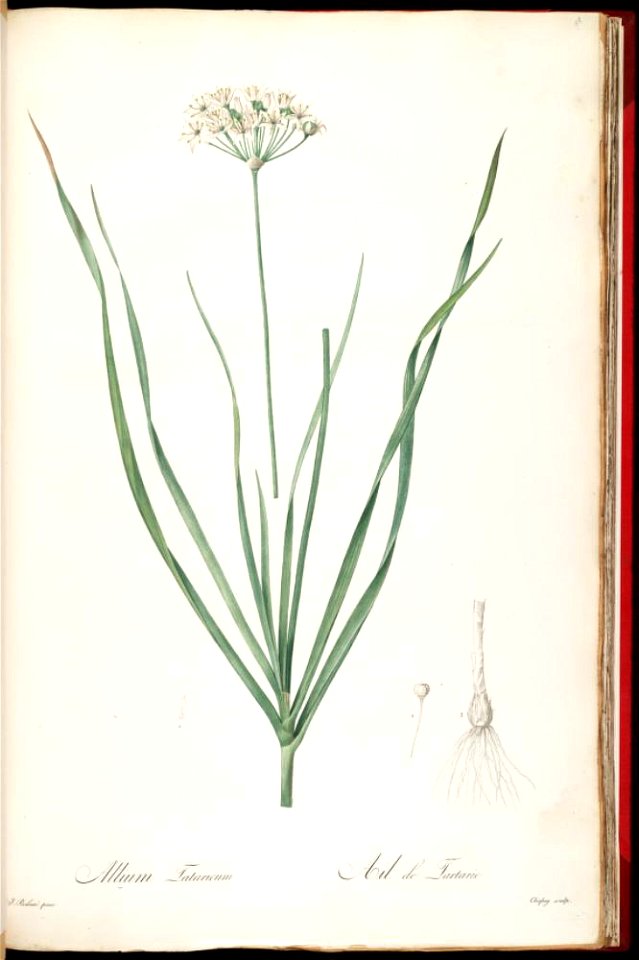 Allium ramosum