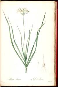 Allium ramosum