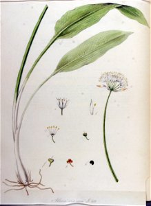 Allium ursinum — Flora Batava — Volume v11