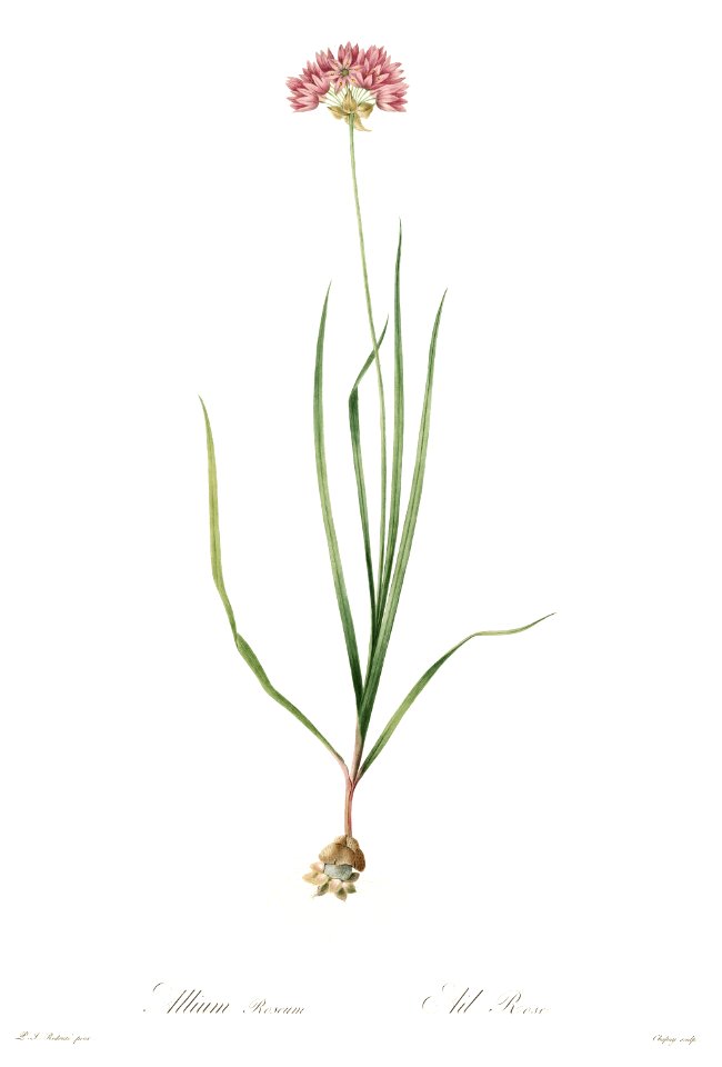 Allium roseum - Les Lilliacées - vol. 4 - t. 213