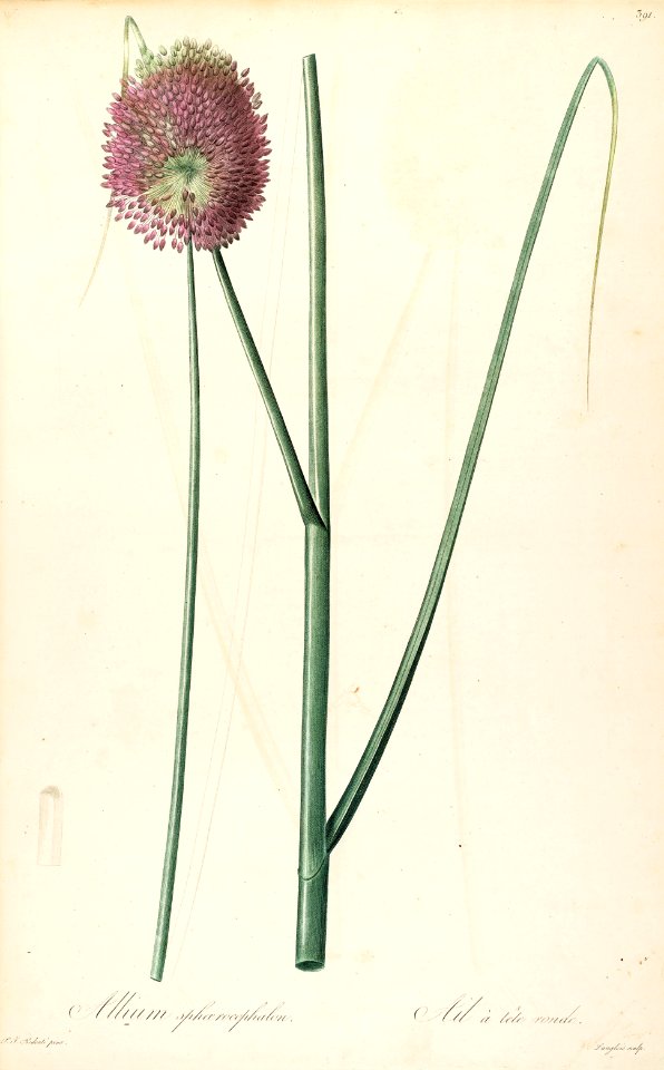 Allium sphaerocephalon - Les liliacées, vol.7 p.391